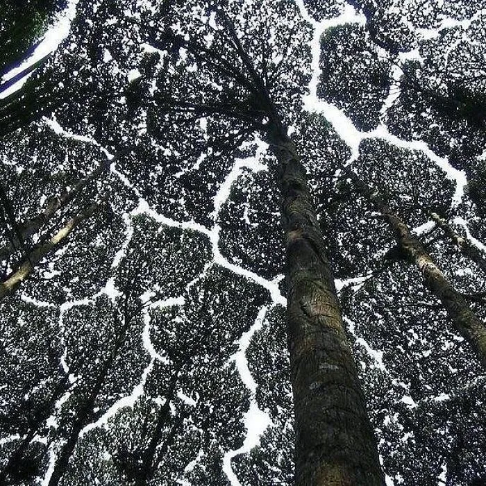 27 Amazing Examples Of “Crown Shyness”, A Phenomenon Where Trees Avoid Touching