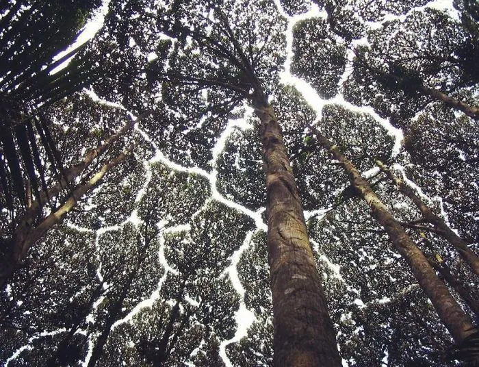 10+ Increíbles ejemplos de "timidez entre árboles", un fenómeno botánico en el que los árboles evitan tocarse
