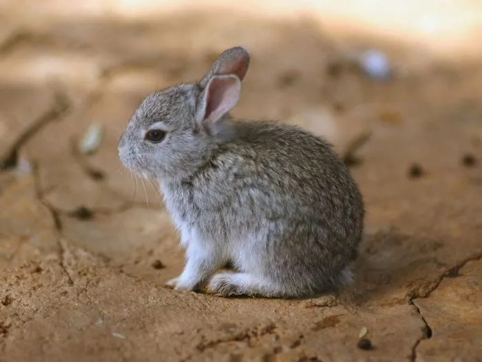 Cute And Interesting Rabbit Facts!
