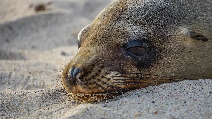 Cute Sea Lion