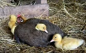 26 Photos Proving That Hens Are The Best Moms In The Animal Kingdom