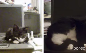 50 Before-And-After Photos Of Cats Growing Up