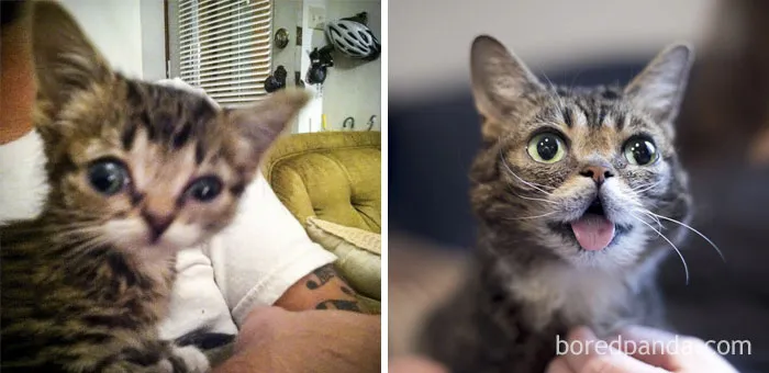 Lil Bub Then And Now