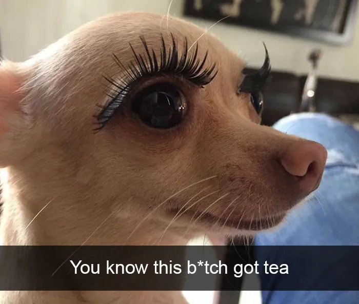 142 Hilarious Dog Snapchats That Are Impawsible Not To Laugh At (Part 3)