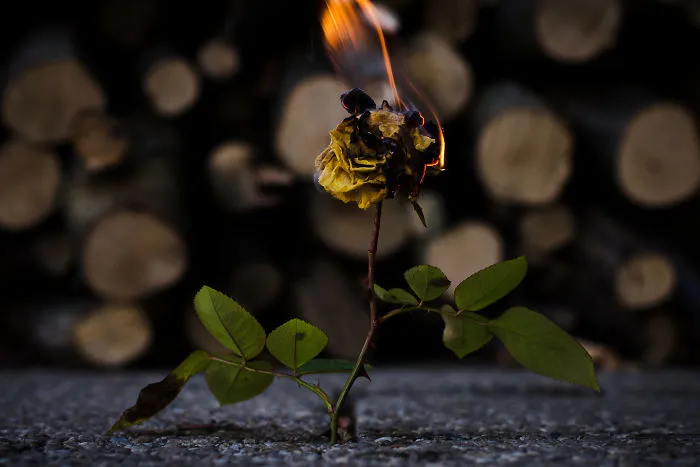 I Took Photos Of Some Burning Beauties.