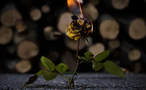 I Took Photos Of Some Burning Beauties.