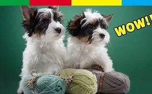 Top 25 Smallest Dog Breeds In The World
