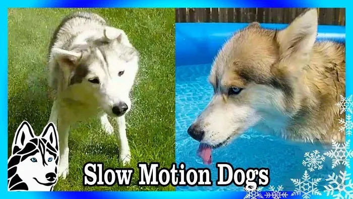 Dogs In Slow Motion