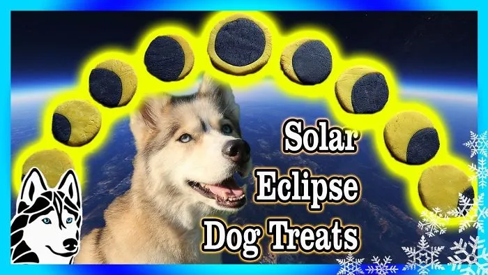 Diy Solar Eclipse Dog Treats