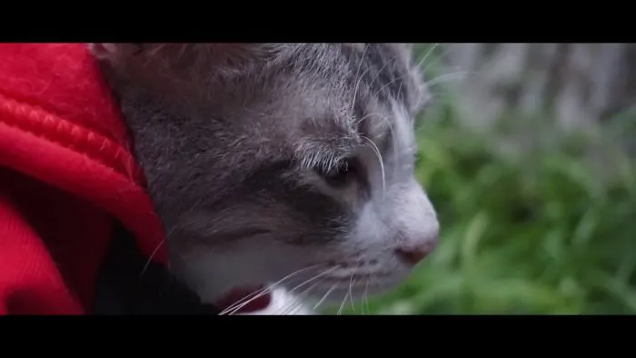 We've Made A Funny Parody Video About Marvel's Spiderman Movie, Played By Cats! :)
