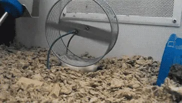 Este Hamster No Acepta Nada