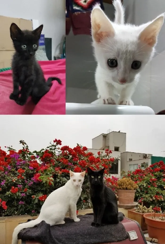 Gremlyin And Gremlyang In June 2016 And What They Look Like One Year Later! And They Are Brothers