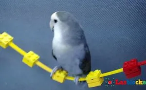 I Made This Swing By Lasblockey For My Bird.