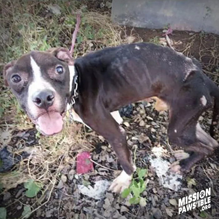 Horrific Neglect Of Pitbull Makes An Incredible Transformation