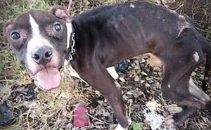 Horrific Neglect Of Pitbull Makes An Incredible Transformation