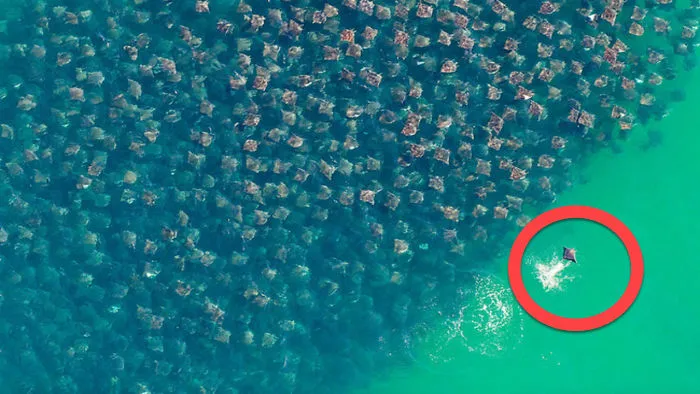 I Thought This Was A Bunch Of Trash In The Ocean, Until I Zoomed In And… ! This Is Beyond Words