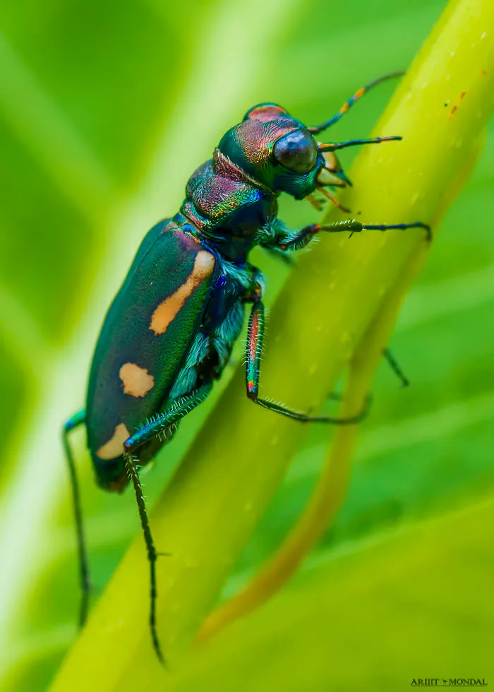 Tiger Beetle