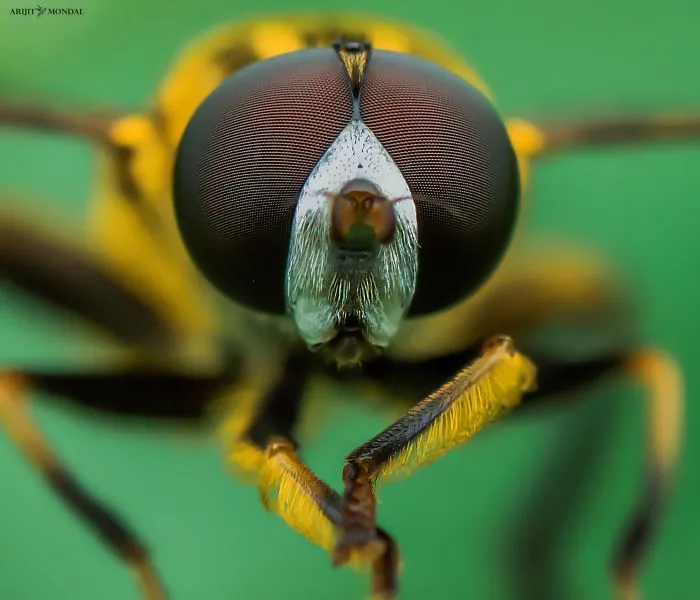 Drone Fly
