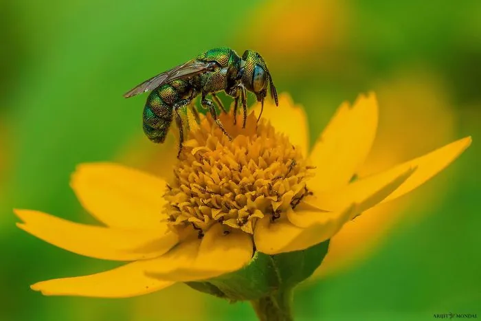 Apid Bee Feeding