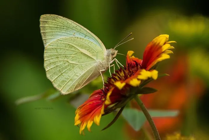 Catopsilia Pyranthe