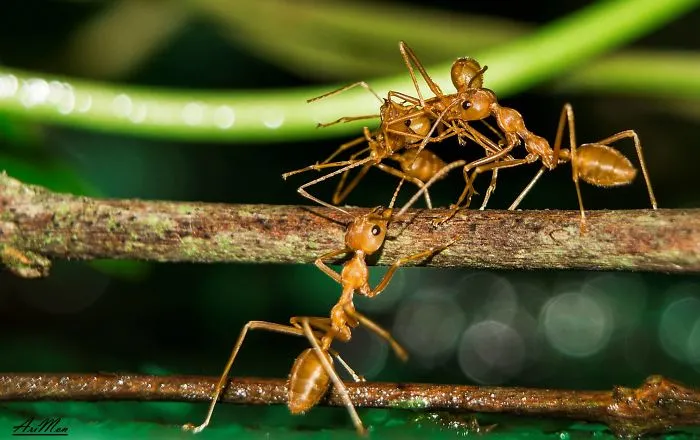 Team Work