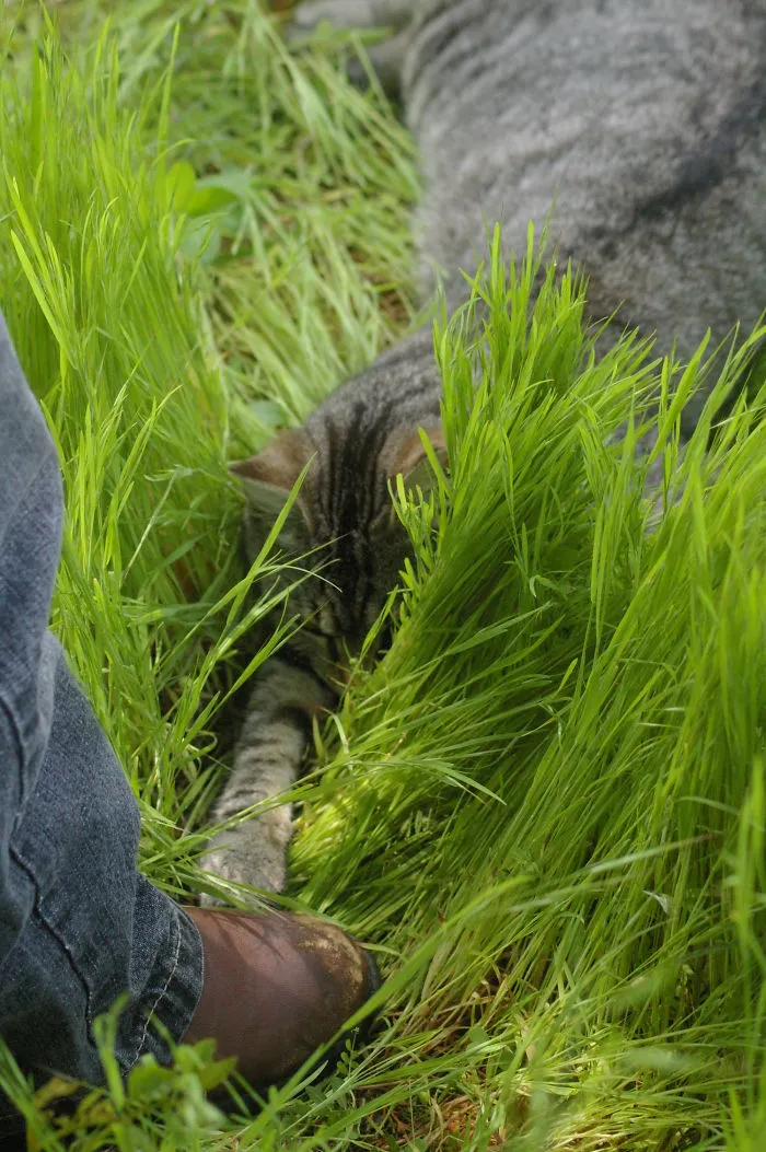 Sneaky Little Cat