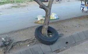 How Did This Tire Get Around This Tree?