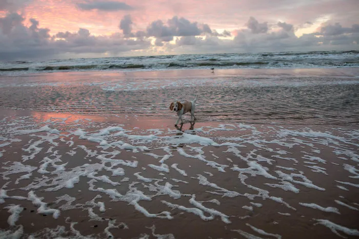 I'm A Full-Time Traveler And My Dog Is Too