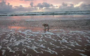 I'm A Full-Time Traveler And My Dog Is Too