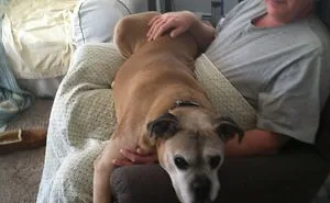 178 Dogs Who Don't Understand How BIG They Are And Think They're Lap Dogs (Add Yours)