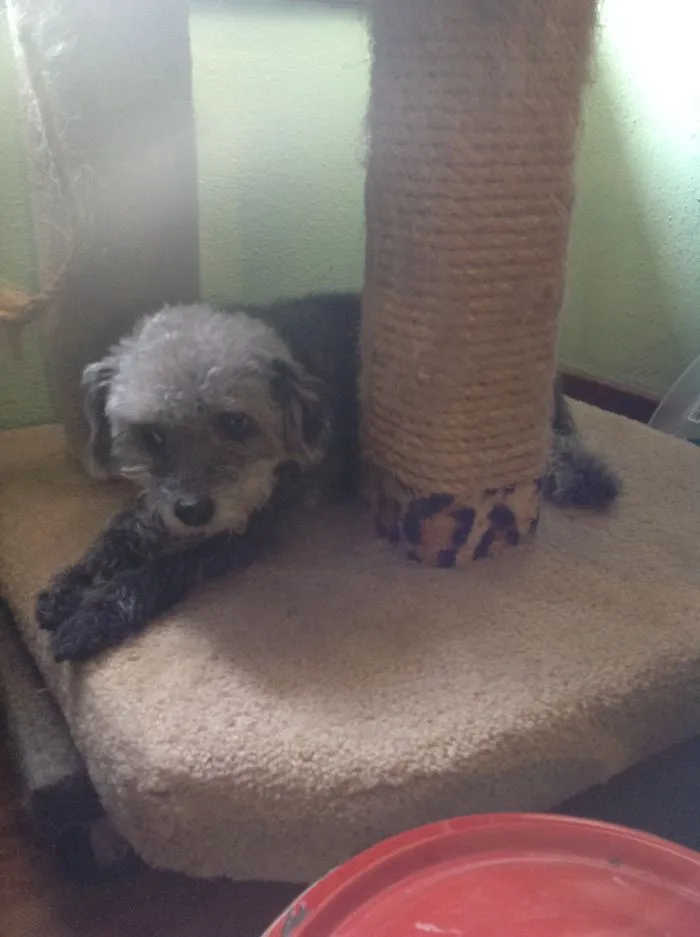 Testing Out The New Cat Tower. "yup It's Good."