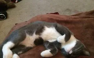 Share Then And Now Pictures Of Your Cat Growing Up