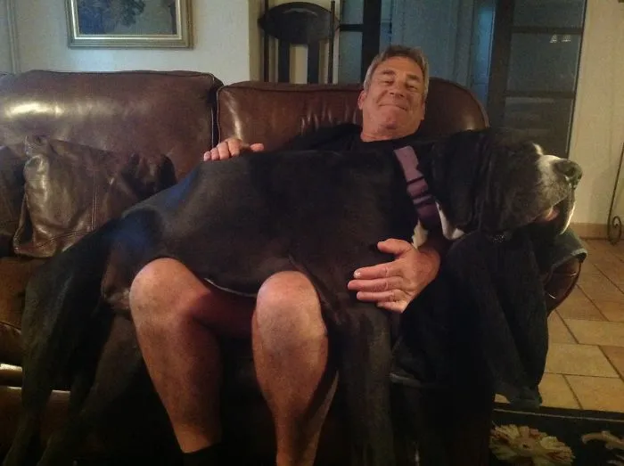 Leo One Of Our Danes Sits Like This Every Night, Poor Dad!