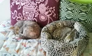 My Cat