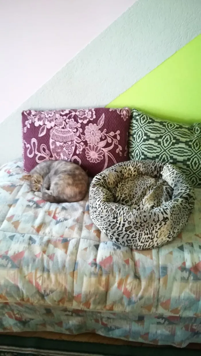 My Cat