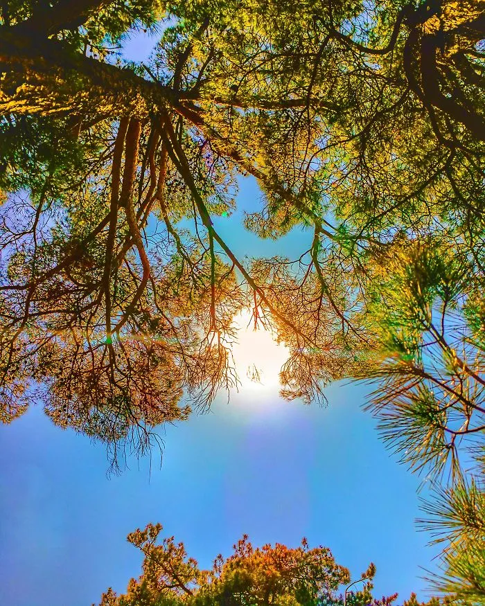 Sun Between Trees.