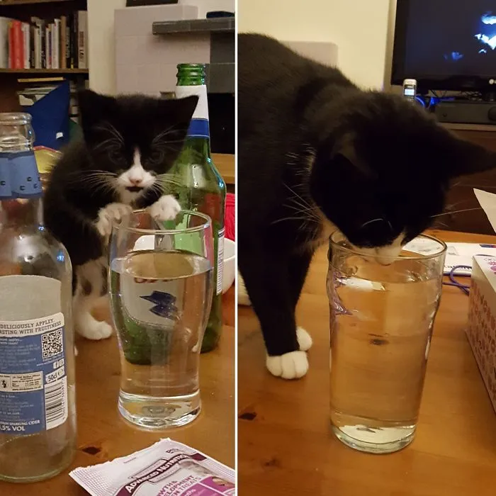 Two Years Later, And You Still Can't Leave Your Water Unattended Near Flux.