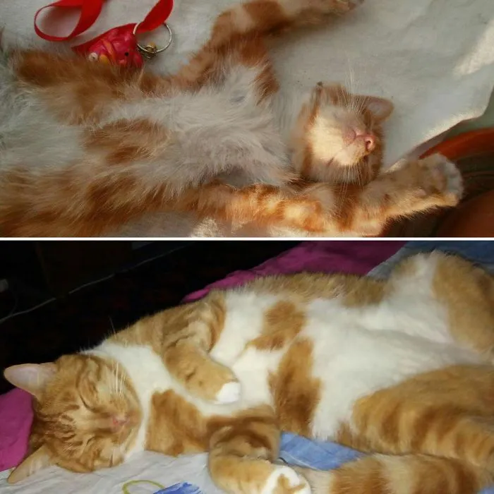 The Importance Of Siesta