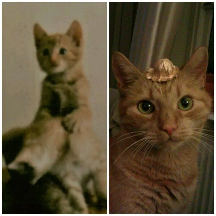 Hobbe At 3 Months / 18 Years Old. Born In 1999!