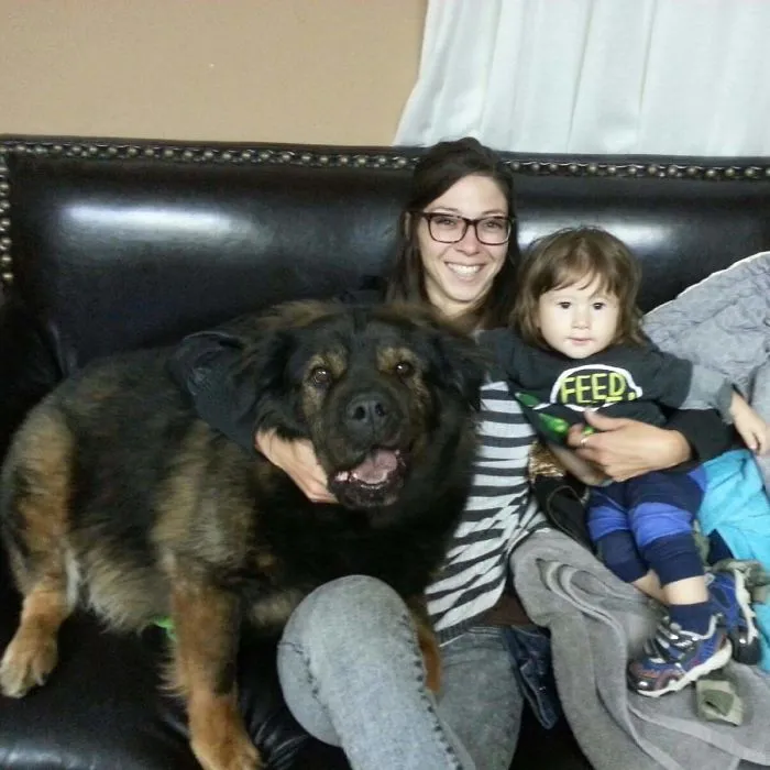 Bear Dog