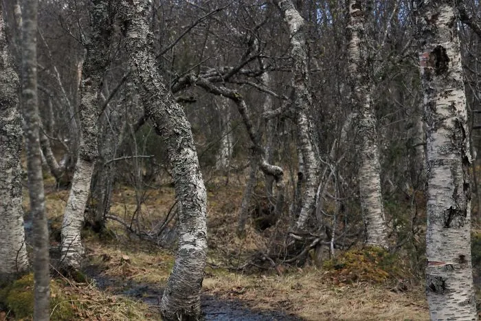 Strange Springforest