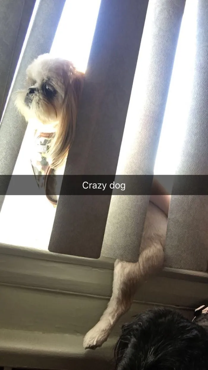 My Dog Likes To Sit On Window Sills Like A Cat...Too Bad He Doesn't Really Fit