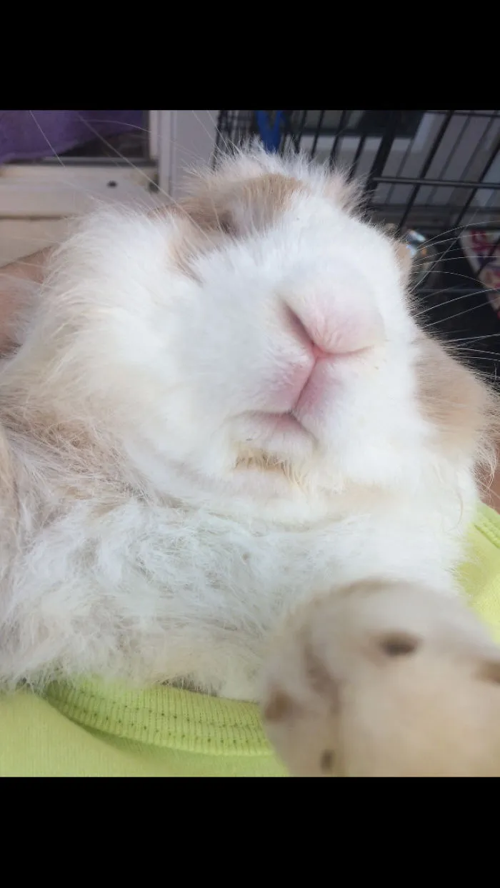 Everthing Expect To Rabbit