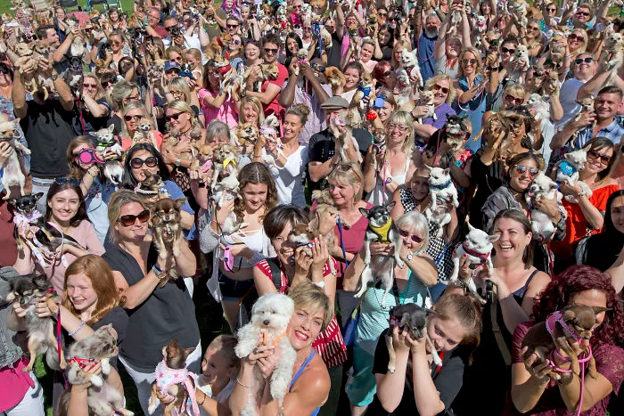 Someone Threw A Festival Just For Chihuahuas And The Pictures Will Make Your Day.
