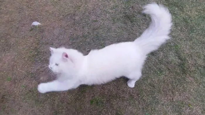 My Cat Trying To Catch A Chick Feather