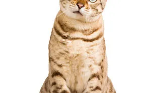 How Much Is Your Cat Worth?
