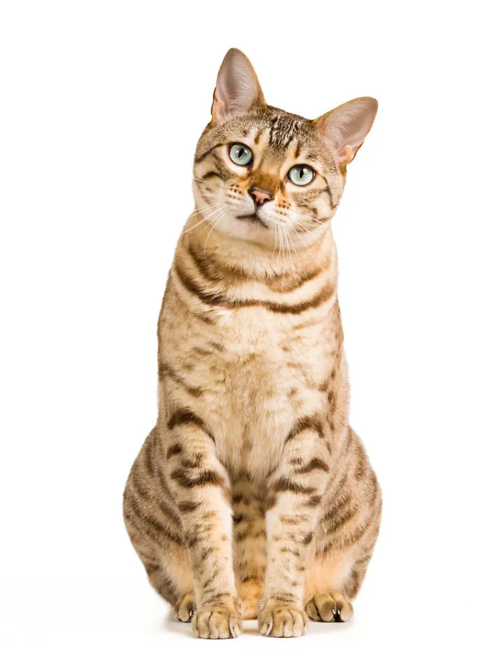How Much Is Your Cat Worth?