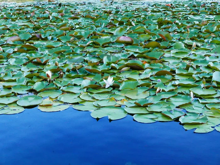 I Took Photos Of Flowers While Travelling Slovenia And Istria (Croatia)