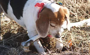 Bury Those Bones!