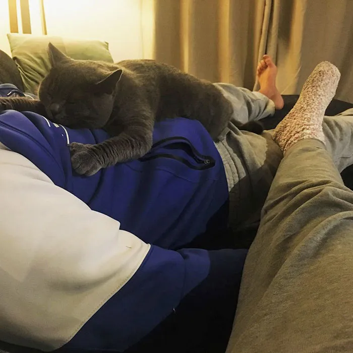 Despues De No Dejarme Tener Un Gato Durante Años, Este Es Él Ahora Colado Por Gus